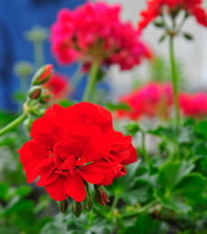 Geraniums