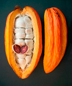 chocolate pod