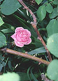 Whaley Rose Garden Photo by Sande Lollis