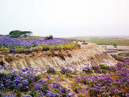 Endless fields of purple statice grow amid varied grasses, the marsh stretches out to the Pacific
