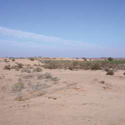 Alamo Mocho, 2007