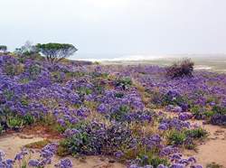Border Field State Park