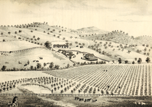 Vineyard Ranch
