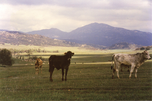 Rancho Guejito
