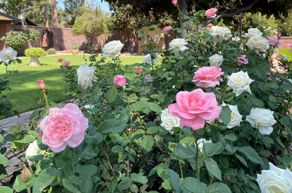 Roses in the garden at the Marston House